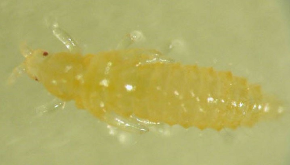 Onion thrips larva